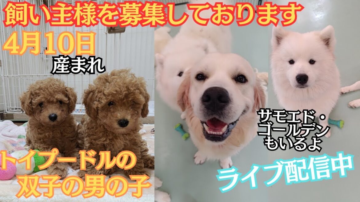 【ブリーダー】飼い主様を募集中です。#トイプードル #パピー #赤ちゃん #サモエド #ゴールデンレトリバー