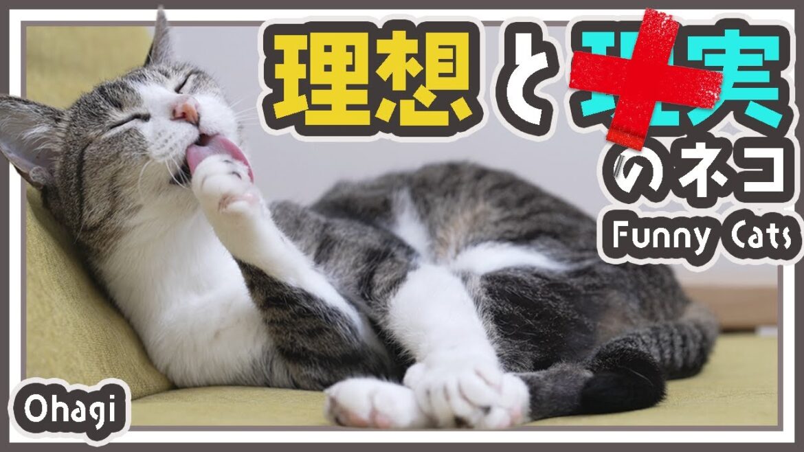 猫の理想と現実の違い