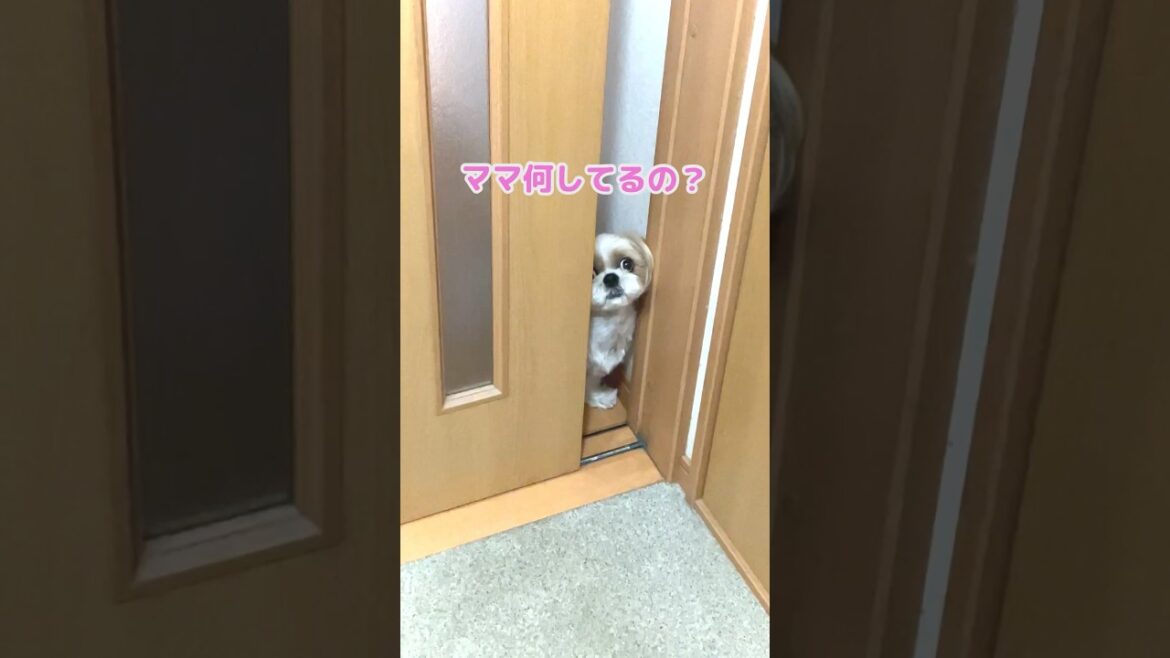 ストーカーななちゃん🐶#シーズー #犬 #dog #시츄