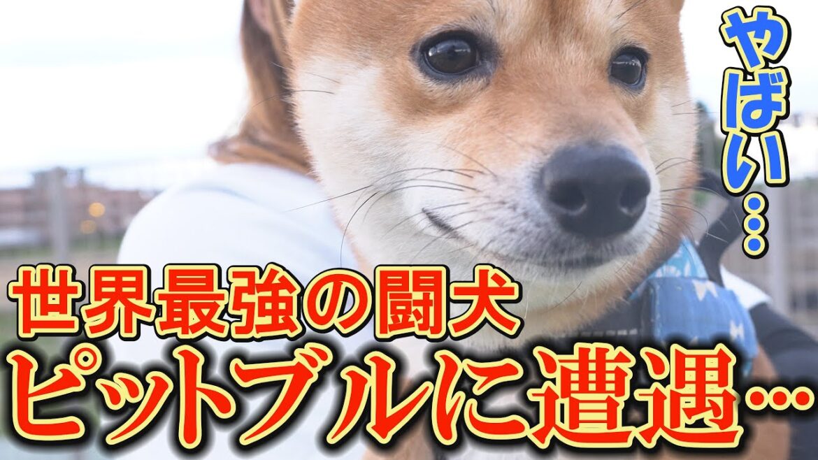 ピットブルに威嚇され、そのパワーと威圧感に精神崩壊してしまう柴犬達・・・