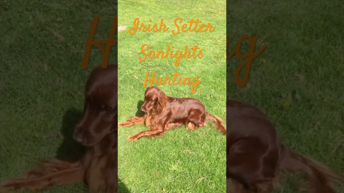 Tail Game #funny  #irishsetter