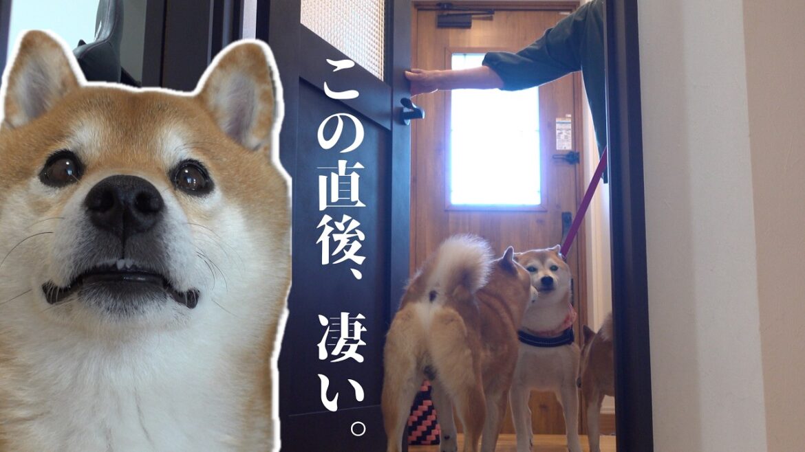 【柴犬あるある】実家の柴犬がきた瞬間、大混乱の展開に。。