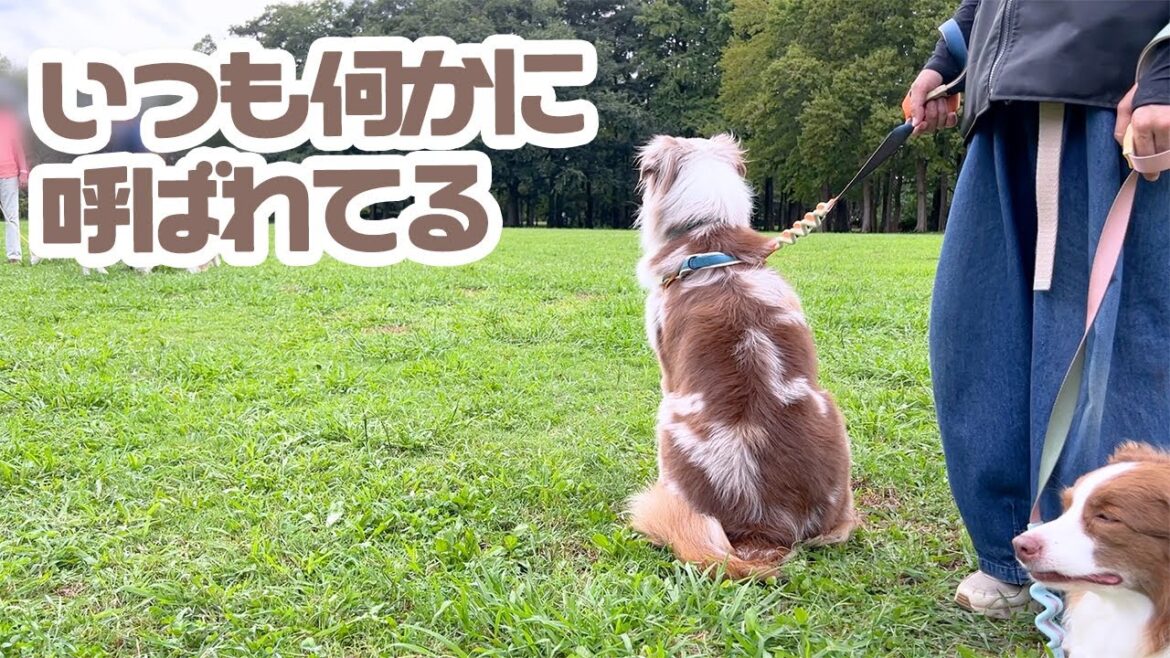 競技会の日の競技以外の出来事🐕🎉✨【ボーダーコリー×オーストラリアンシェパード】