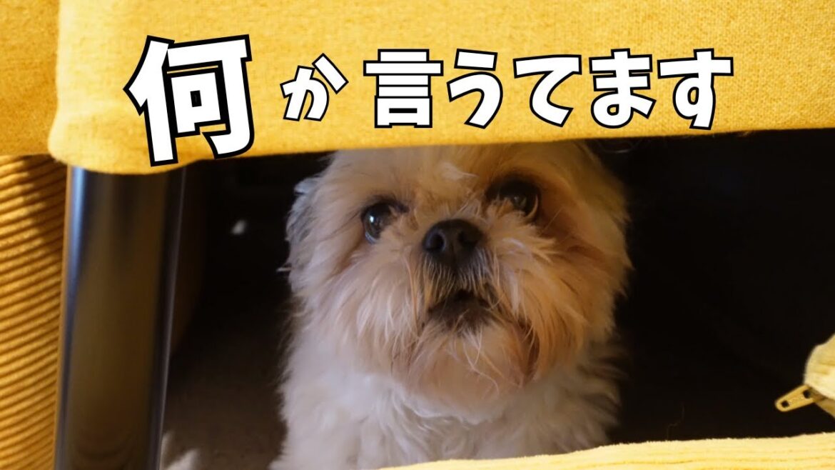 【喋るシーズー】夜ソファの下から話しかけてくるんだけどwww~多頭飼い~チワワ シーズー ミニチュアピンシャー トイプードル 【喋るシーズー】夜ソファの下から話しかけてくるんだけどwww~多頭飼い~チワワ シーズー ミニチュアピンシャー トイプードル