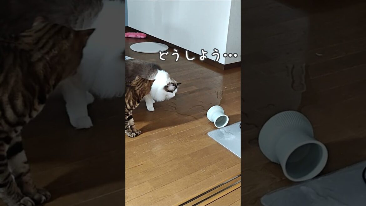水をこぼして証拠隠滅する猫｜トイガー&ラグドール　#トイガー #ラグドール #猫パンチ　#catshorts　#猫のいる暮らし