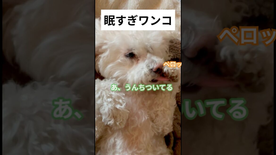 癒しMAX!眠そうなマルチーズ動画 #shorts 癒しMAX!眠そうなマルチーズ動画 #shorts