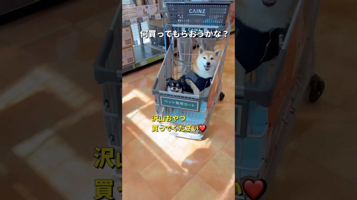 お出かけ🐶🐶🎵#柴犬 #チワワ #shorts
