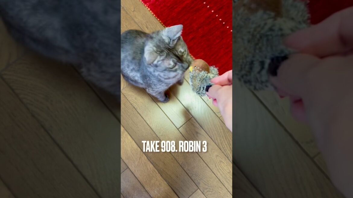 #こまどり #コマドリ ちゃんと #遊ぶ猫 #robin #飽きた猫#egyptianmaucat #エジプシャンマウ #エジプシャンマウスモーク #エジプシャンマウの仲間たち #shorts
