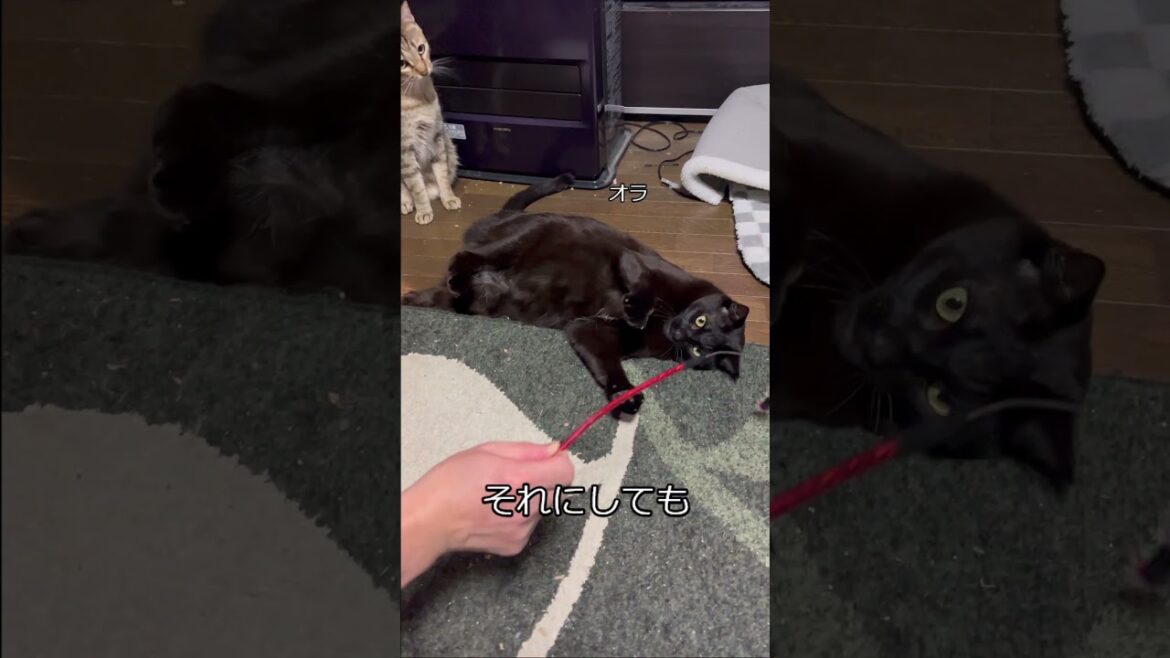 飼い主と遊んでくれないネコ　 #cat #猫  #保護猫 #猫のいる暮らし