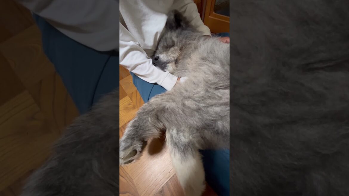 秋田犬長毛カイはとーちゃんのせいで甘えん坊に拍車がかかってる