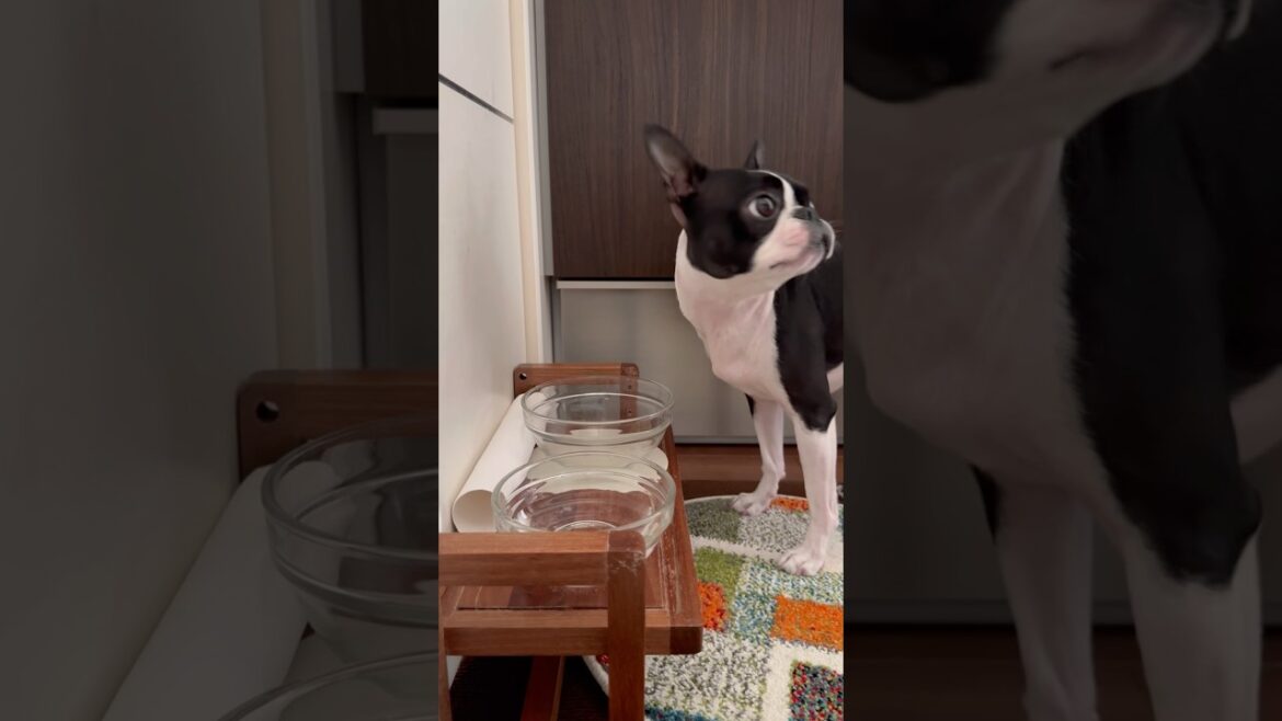 おはよう！メルの朝ごはん #ボストンテリア #ボステリ #bostonterrier
