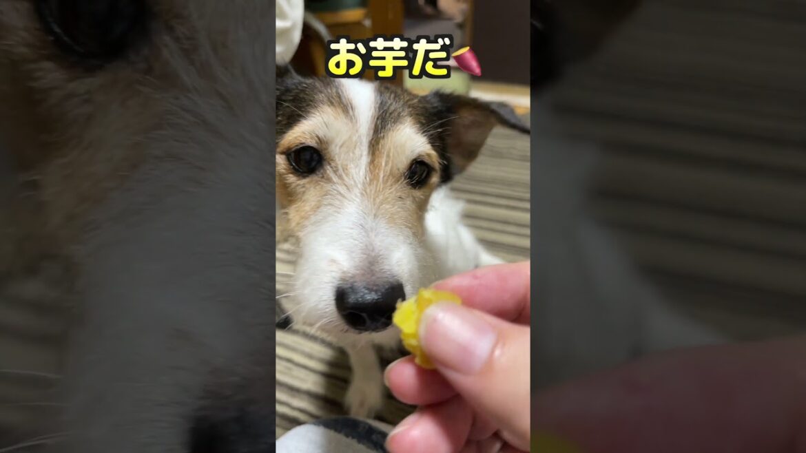 お芋を食べたジャックラッセルテリア #shorts