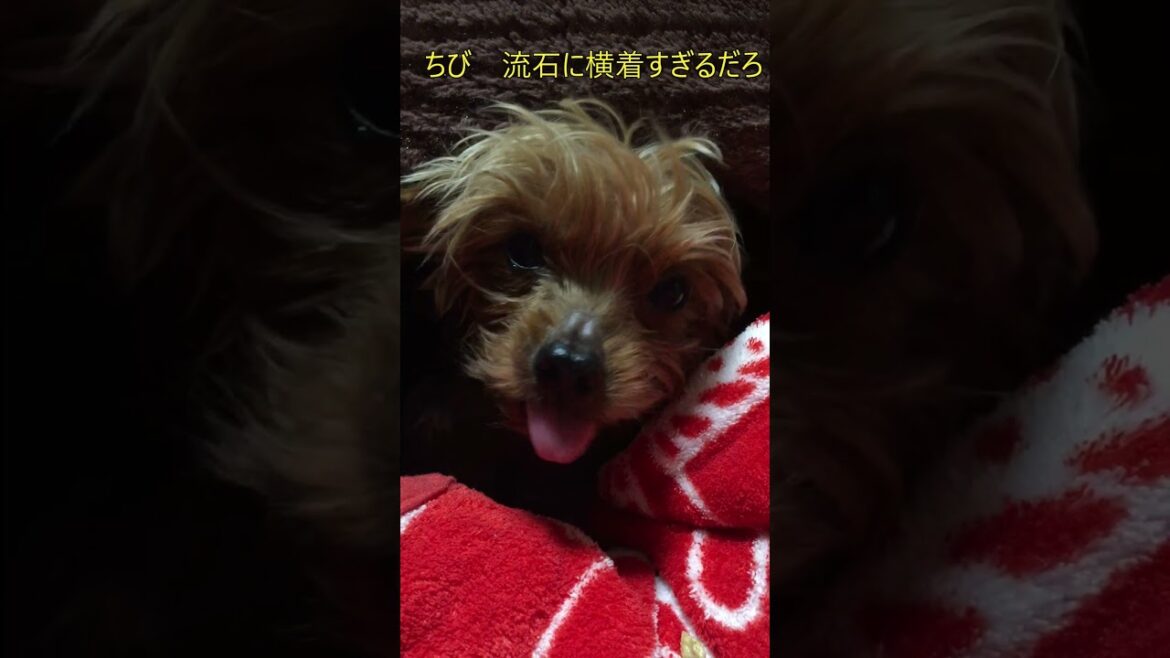 故ちびとちょこ　「　ちび　おおちゃく😀」　#ヨーキー, #ヨークシャテリア,#Yorkie, #YorkshireTerrier,