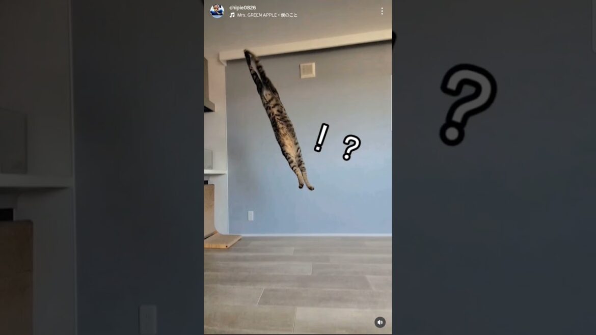 あのとき保護した子猫の今。 #ソマリ #キジトラ #保護猫 #しぴこめ #しぴこめしゃんねる #ねこ #腎不全 #腎臓病 #尿路結石 #ソマリレッド #猫の暮らし