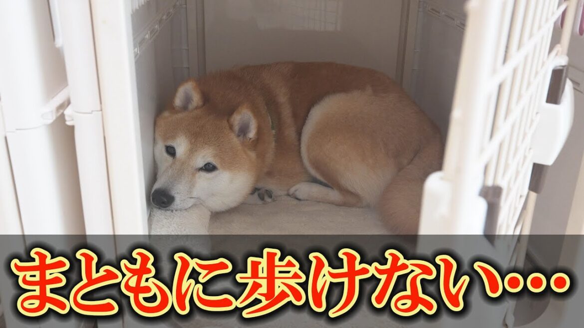 ドッグランでの恐怖体験により、柴犬に深刻な異変が発生してしまいました