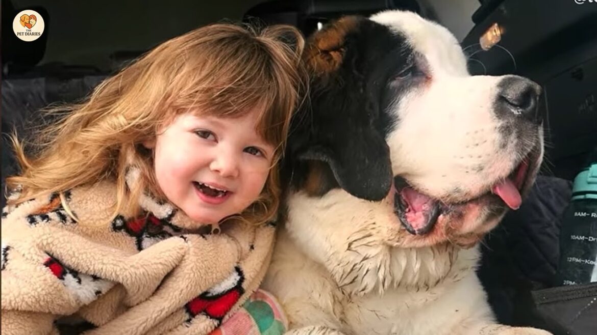 巨大なセントバーナード犬は、初めて会った赤ちゃんを怖がらせたが、今では双子になった