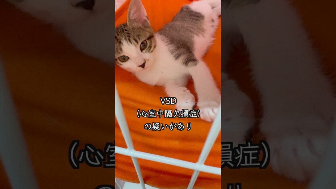 〇〇模様がチャームポイントの保護子猫(VSD 心室中隔欠損症)🐱 #shorts  #子猫動画 #保護子猫 〇〇模様がチャームポイントの保護子猫(VSD 心室中隔欠損症)🐱 #shorts  #子猫動画 #保護子猫