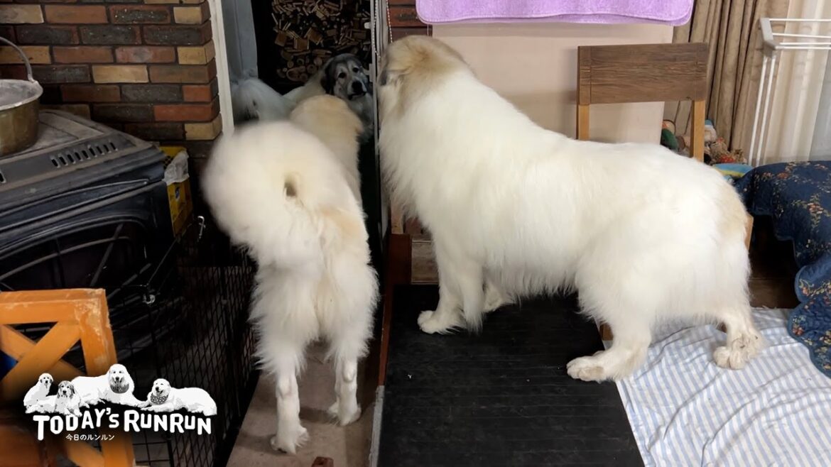 番犬に熱心なベルとあまり乗り気ではないアランとリリーです　Great Pyrenees　グレートピレニーズ