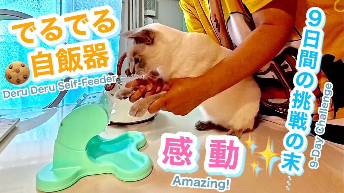 でるでる自販機🍪猫の挑戦🐱✨9日間の頑張りに感動💖【トンキニーズ】Deru Deru Feeder 🍪 Cat’s Challenge 🐱✨ [Tonkinese]