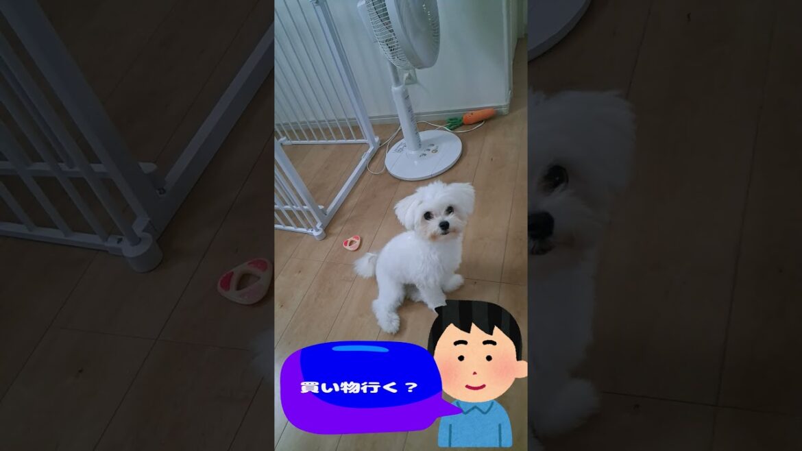 🐶Momo's Favorite Puppy Snacks - Taste Test & Review🍩「おやつ買い行く子犬」＃MaltesePuppy＃Maltese ＃Puppy＃マルチーズ＃子犬