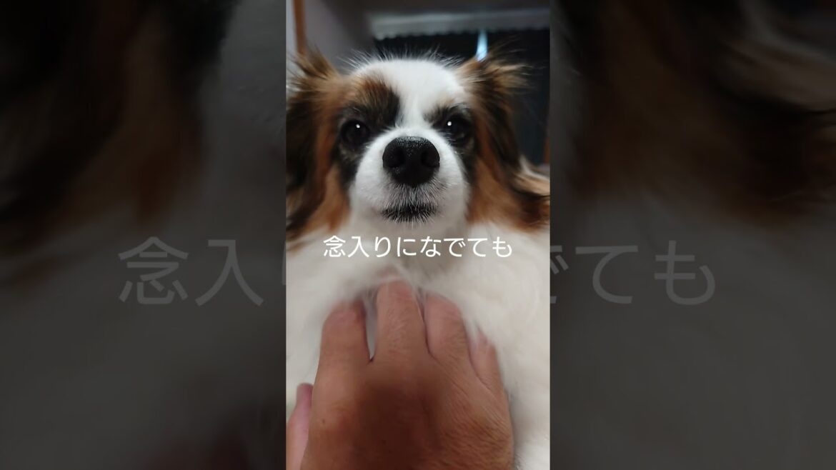 うっとり顔な犬が可愛い #愛犬 #犬のいる生活 #パピヨン