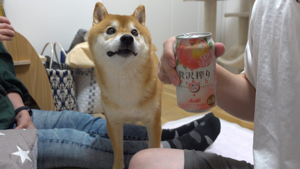 柴犬姉妹が犬語で布団の取り合いに！？お泊まり初日がカオスすぎたw w