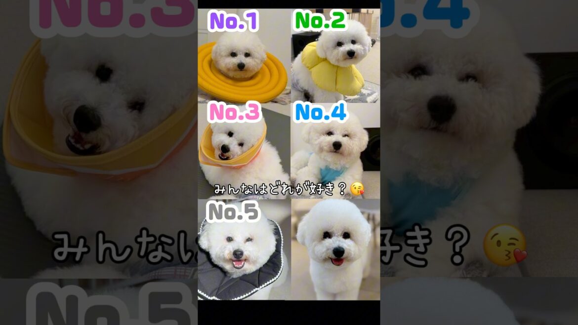 去勢手術10日目👀エリカラ買いすぎて☺️笑【ビションフリーゼ】【コパン】