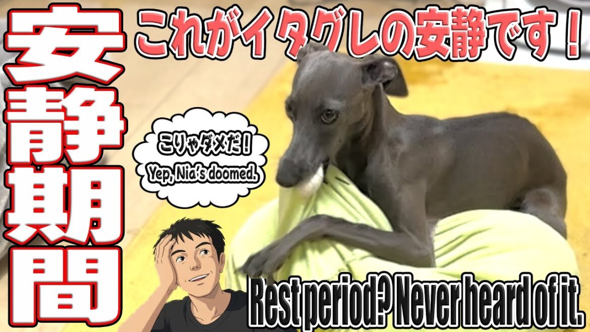 抜糸後のリハビリ開始!安静にできないイタリアングレーハウンドの挑戦 抜糸後のリハビリ開始!安静にできないイタリアングレーハウンドの挑戦