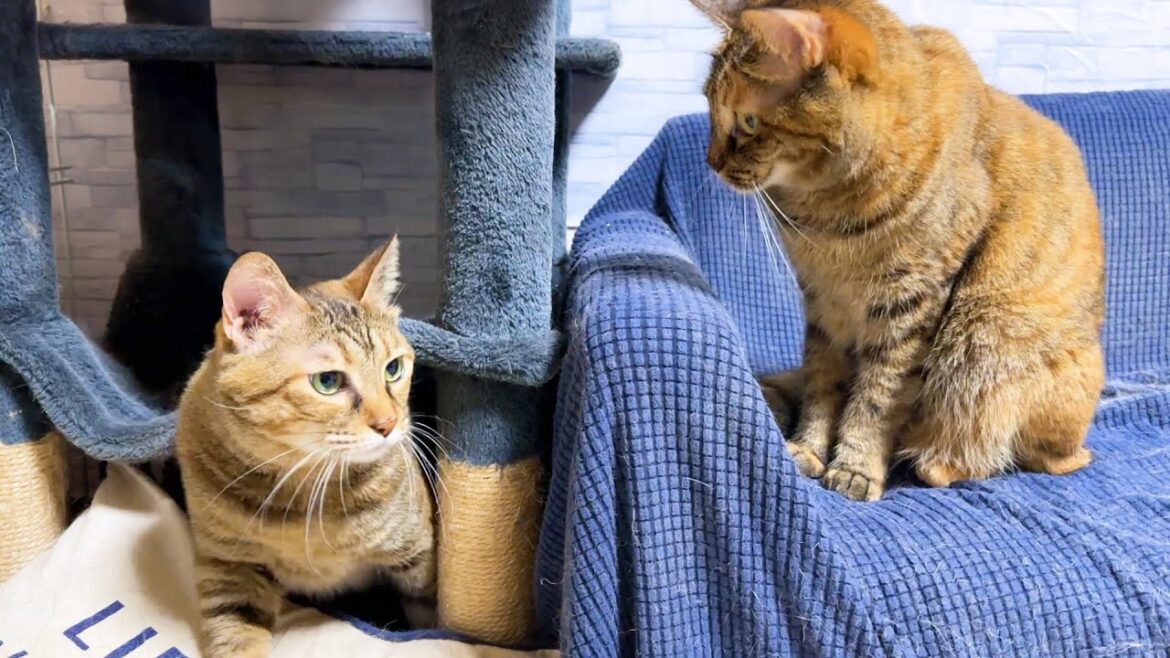 姉猫が好きすぎる妹猫の行動が可愛すぎました...笑