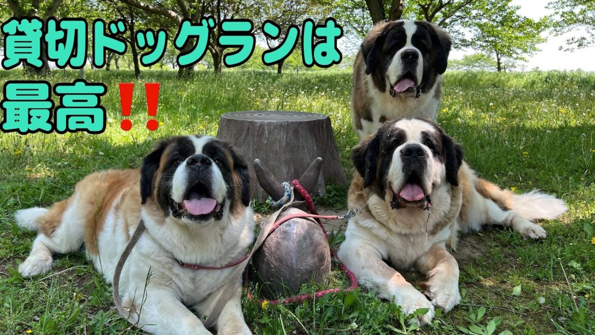 【セントバーナード】貸切ドッグランへ行ったけど、暑くて日陰で休んでいるセントバーナード親子は今日も可愛くて癒したっぷりです。