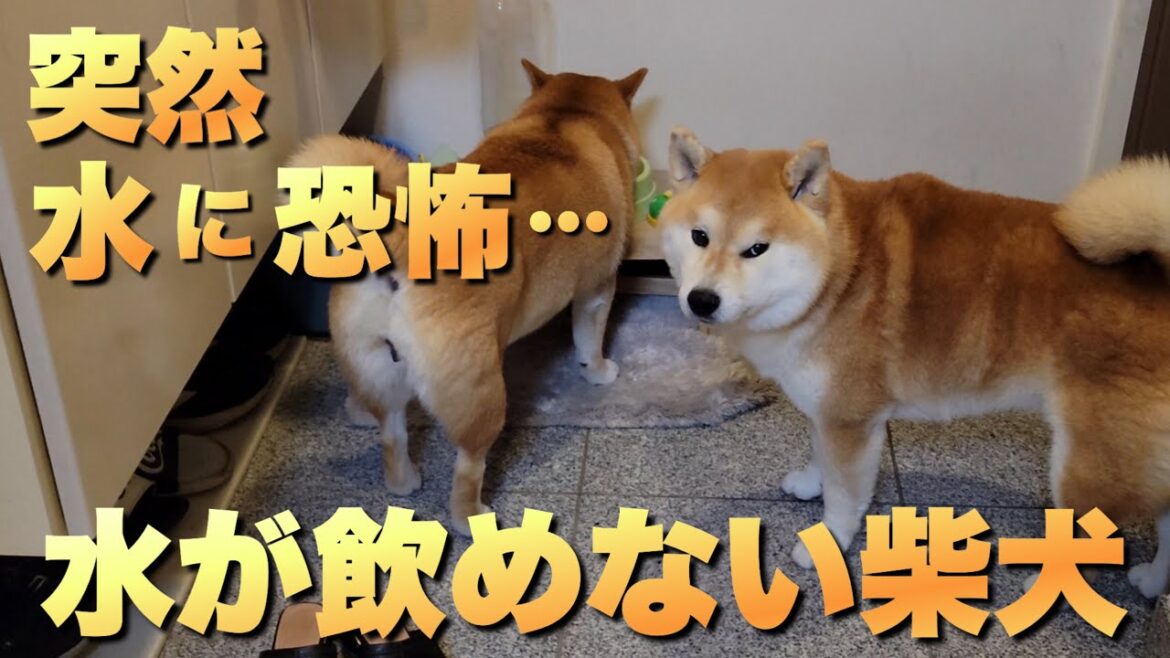 大切に甘々に育てられた柴犬。突然、水が飲めなくった理由に驚く夫婦
