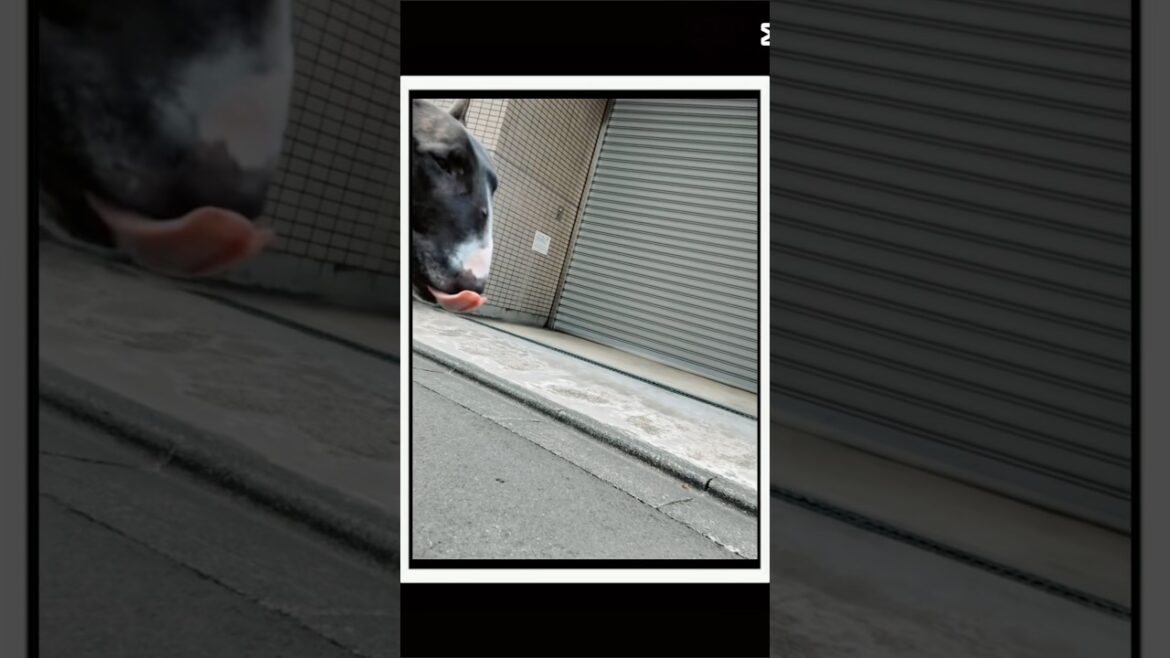 犬のブルテリアたま 暑さんぽ #shorts #スタンダードブルテリア #ブルテリアのいる暮らし #大型犬のいる生活 #dog #散歩