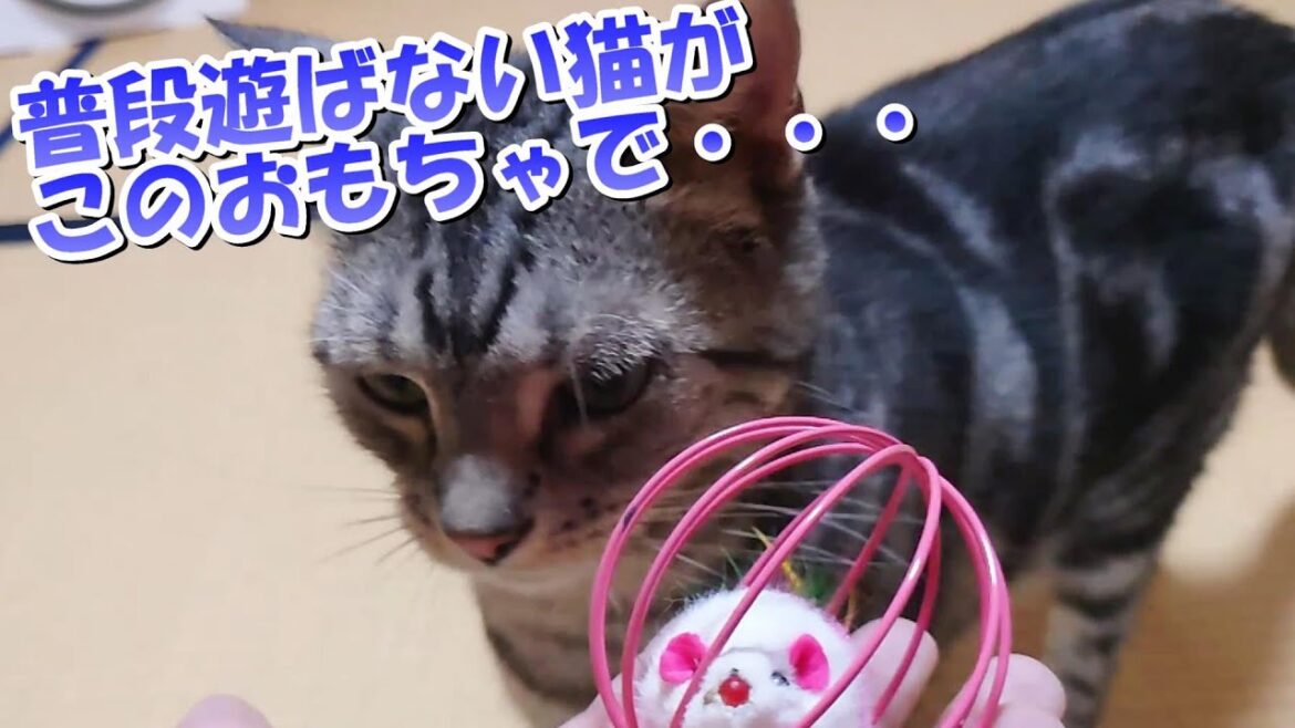 この新しいおもちゃで遊ぶはず!(アメリカンショートヘア) この新しいおもちゃで遊ぶはず!(アメリカンショートヘア)