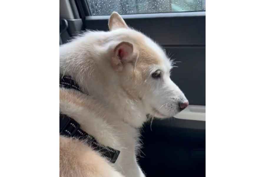 突然のゲリラ豪雨に震えるタロウくん（スクリーンショット）