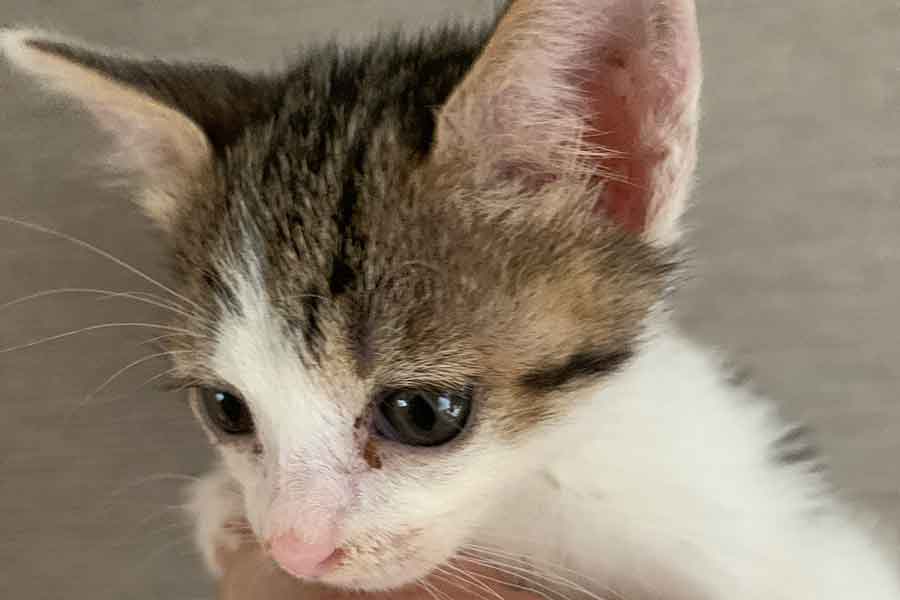 「朝まで持たないかもしれない」 瀕死の状態で保護された子ねこが2日目で丸まって寝る姿に「ほっとしました」「安心しておやすみよ」の声 | Hint-Pot – (3) 「朝まで持たないかもしれない」 瀕死の状態で保護された子ねこが2日目で丸まって寝る姿に「ほっとしました」「安心しておやすみよ」の声 | Hint-Pot - (3)