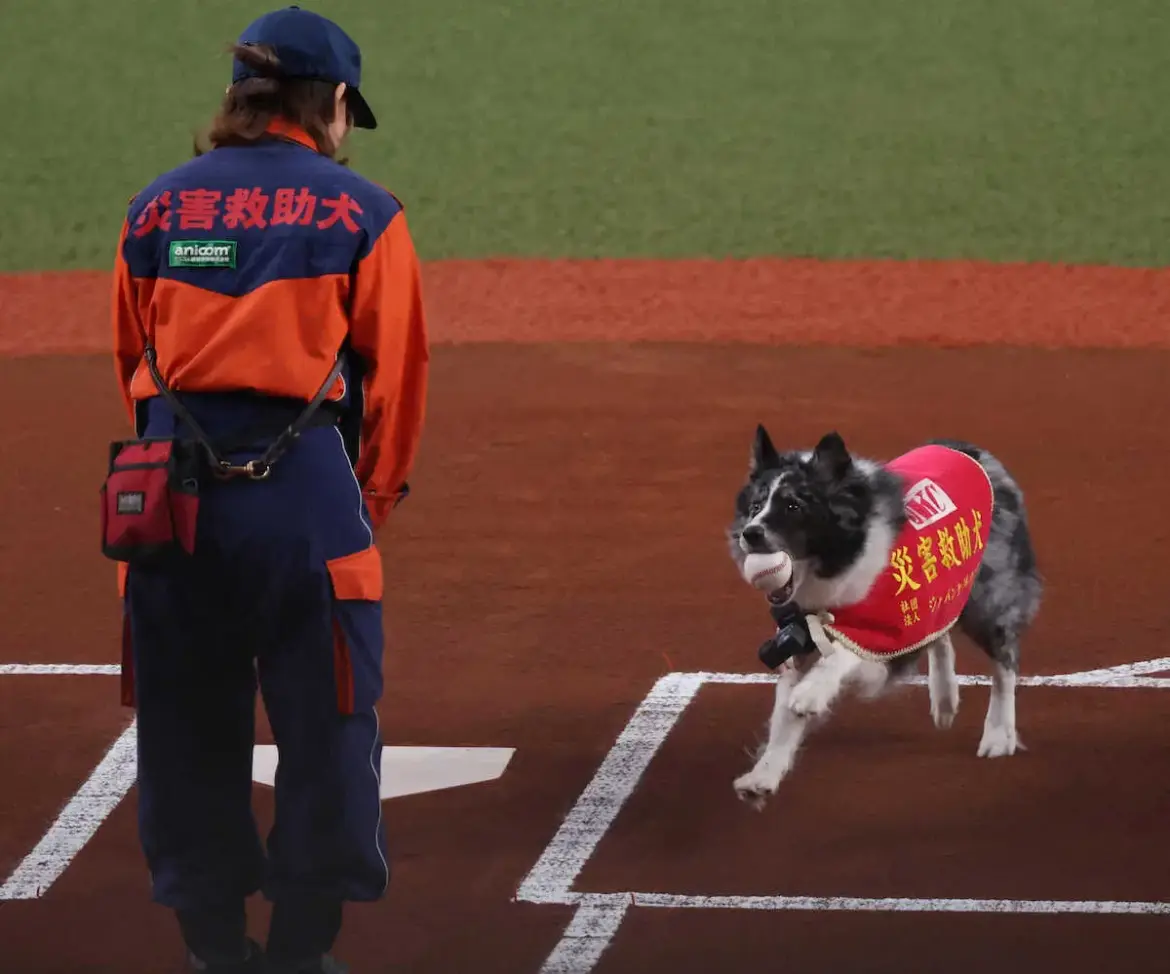 オリックス　災害救助犬が始球式に登場　ボールをくわえて捕手役の訓練士のもとへ - スポニチ Sponichi Annex 野球