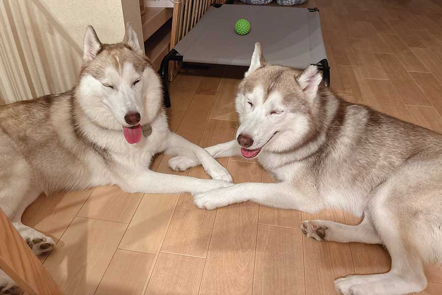 仲良く手をつなぐ(左から)アイリスちゃんとナイトくん父娘【写真提供: アイリス&ナイト父娘(@irislady_husky)さん】