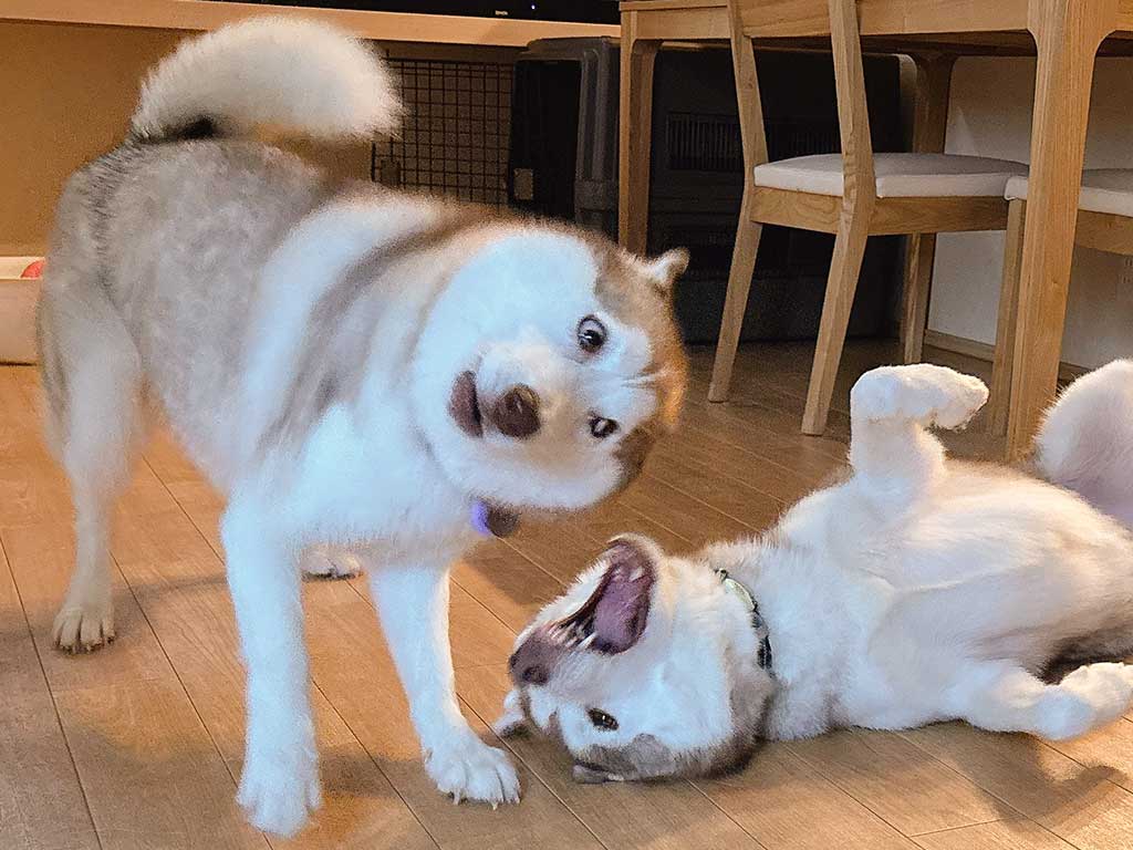 “変顔”を披露するアイリスちゃんと、寝転ぶナイトくん【写真提供:アイリス&ナイト父娘(@irislady_husky)さん】