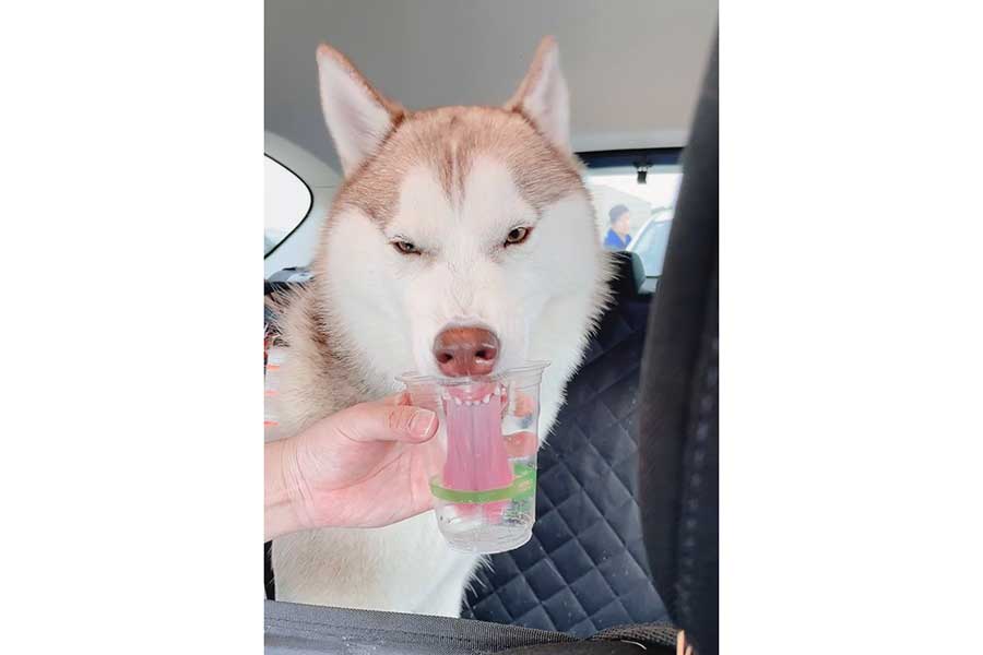 飼い主さんが一番好きだというアイリスちゃんの“変顔”【写真提供:アイリス&ナイト父娘(@irislady_husky)さん】