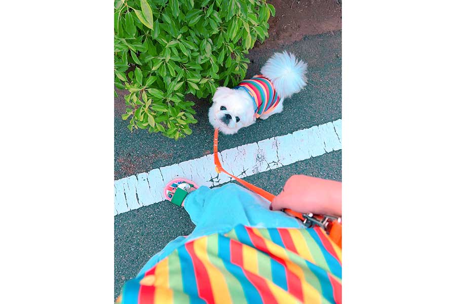 レインボーカラーの服が飼い主さんとペアルックになっていたちゃむちゃむくん【写真提供：賢犬ちゃむちゃむ（@cham_kashikodog）さん】