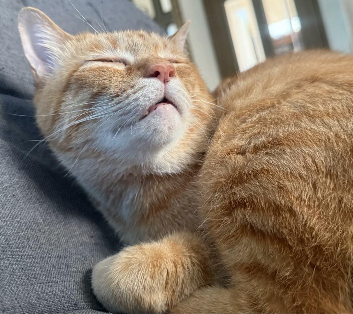 故郷を夢見て眠る猫ちゃん… 座椅子の上ですやすやと気持ちよさそう 平和な光景に癒される〜（LIMO） - Yahoo!ニュース
