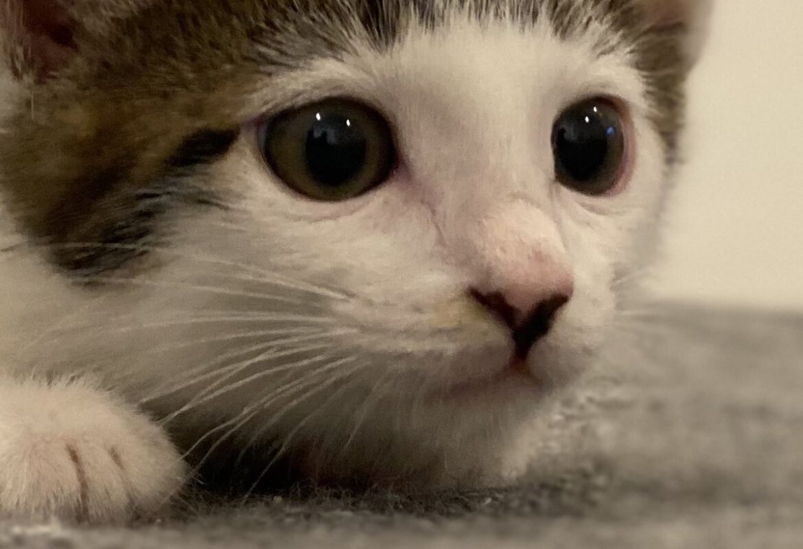 パッツン前髪だった子猫が4年後に…… まさかの成長した現在に反響「な、なんで…www」「反則だからー！！」（ねとらぼ） - Yahoo!ニュース