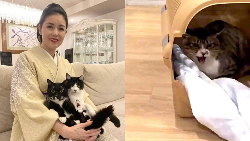 【 藤あや子 】保護猫「じゃこ天」くん　1か月の隔離が無事終了　先輩猫マル＆オレオと顔合わせ前に「ハードパンチ」（TBS NEWS DIG Powered by JNN）