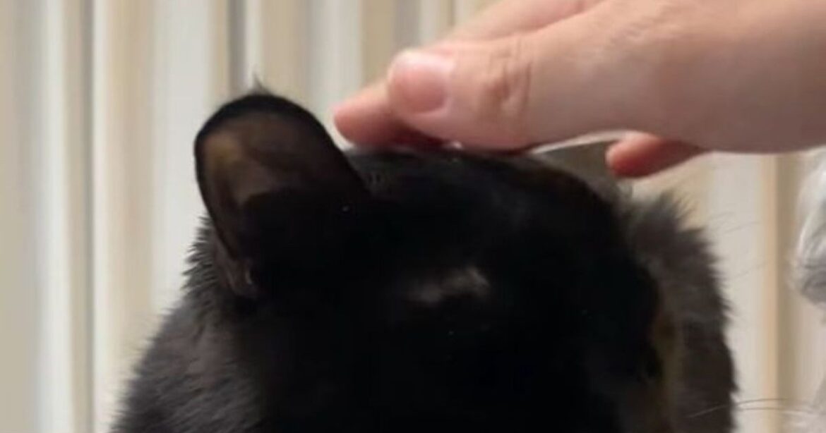 飼い猫をなでていたら、次の瞬間…… 乱入者の“まさかの行動”に仰天「かわいすぎるww」「仲良くしたいんですよね」（ねとらぼ） - Yahoo!ニュース