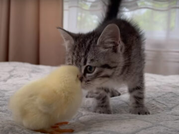 出典：The Fluffiest