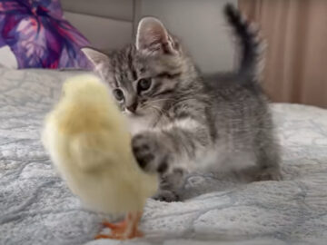 出典：The Fluffiest