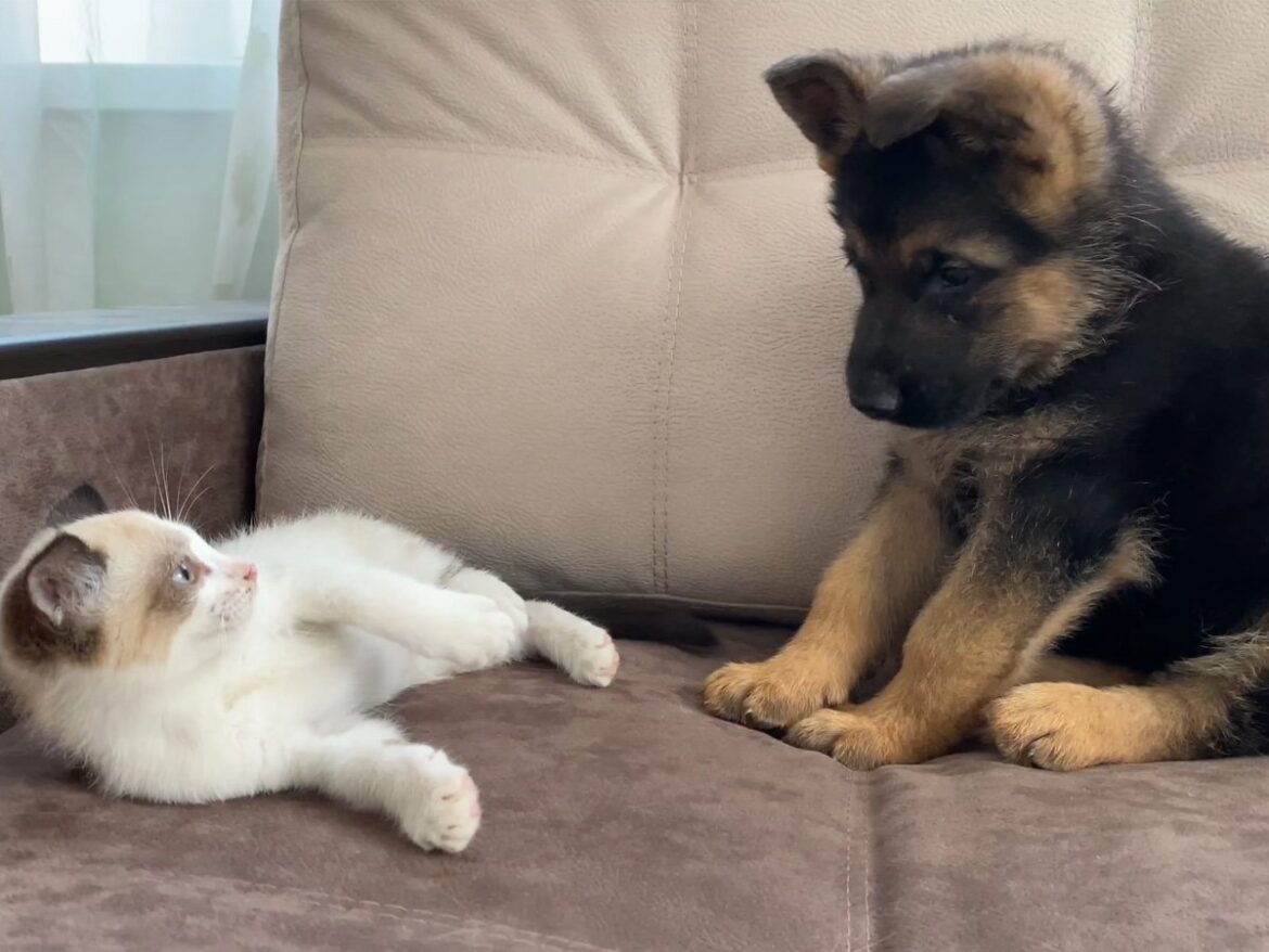 「猫パンチ」さく裂！ けんかに見えて実は「仲良し」、子犬＆子猫の“かわいさ大渋滞”なじゃれ合い | オトナンサー