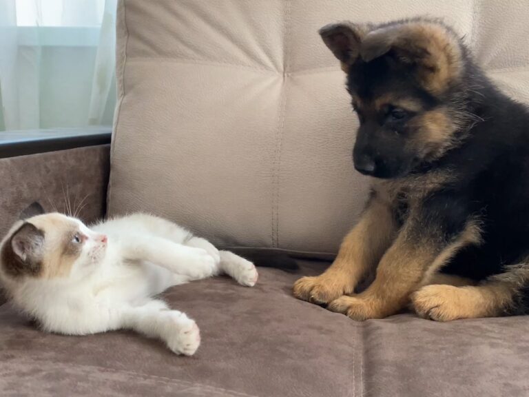 「猫パンチ」さく裂！ けんかに見えて実は「仲良し」、子犬＆子猫の“かわいさ大渋滞”なじゃれ合い | オトナンサー