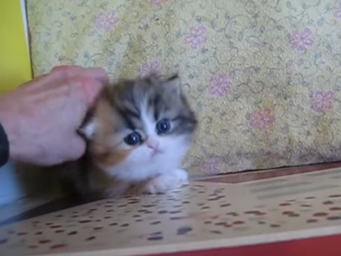 「壁の外に出たいニャ～」 かわいい鳴き声で必死にアピールする子猫に「ずっと見ていられる」 | オトナンサー