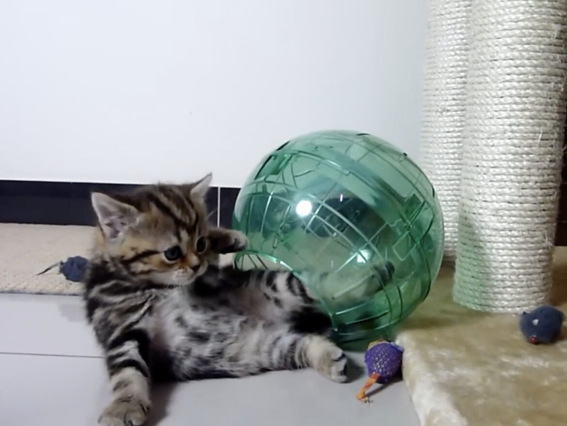 「純粋なかわいさが詰まった3分間」 ハムスター用ボールで遊ぶ子猫を襲った“まさかの展開”に反響 | オトナンサー